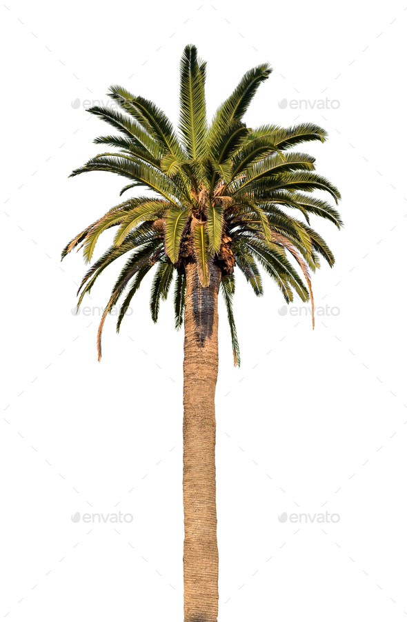 Palm Tree White Background